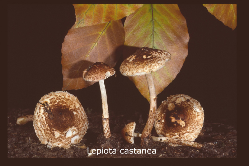 Lepiota castanea-amf1176.jpg - Lepiota castanea ; Non français: Lépiote châtain